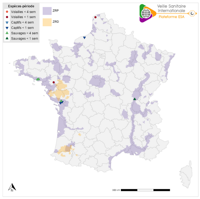 Répartition des foyers sur les quatre dernières semaines et sur la semaine précédant le 16/10 Carte des zones concernées par l'IAHP, reprenant les foyers mentionnés dans l'article